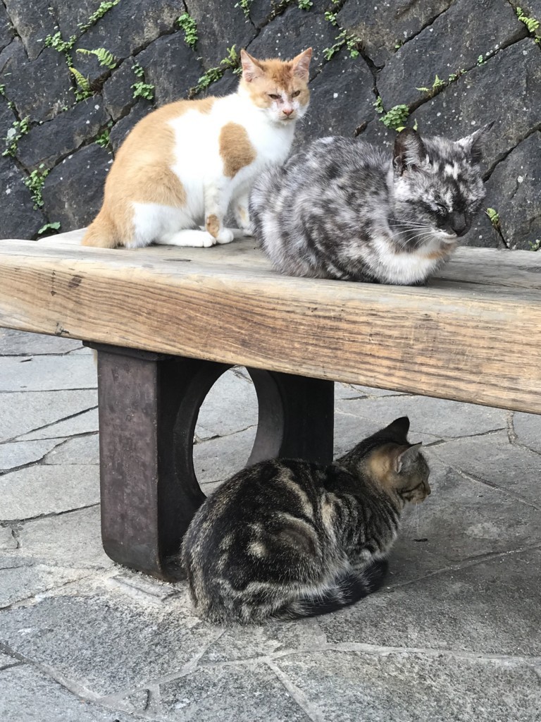 f:id:bluetears_osaka:20171119203739j:plain