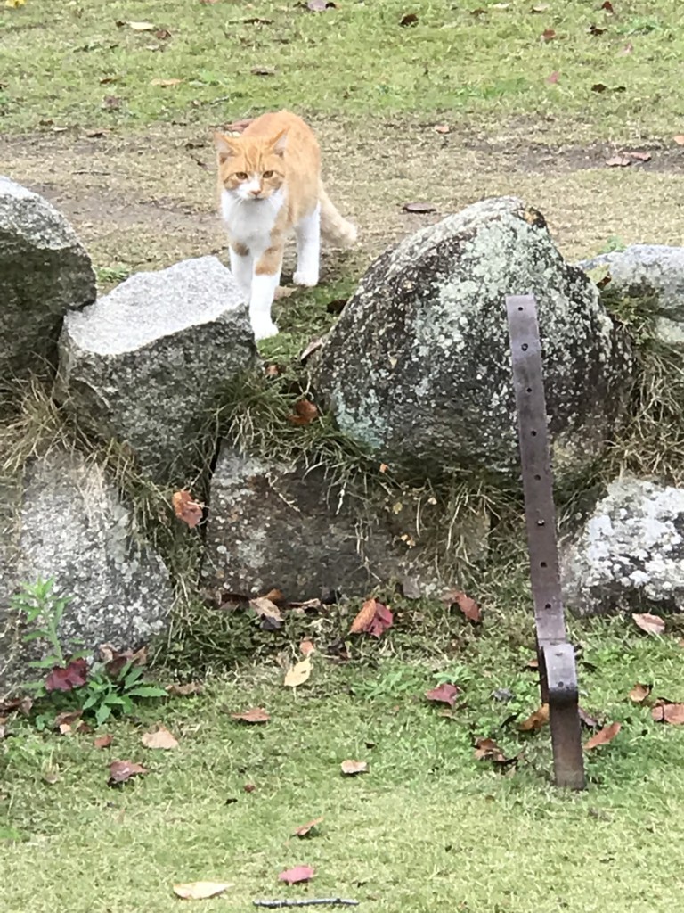 f:id:bluetears_osaka:20171119204024j:plain