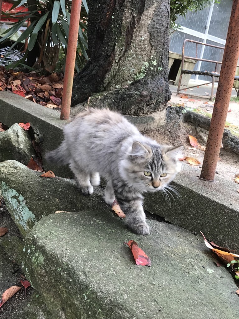 f:id:bluetears_osaka:20171119204119j:plain