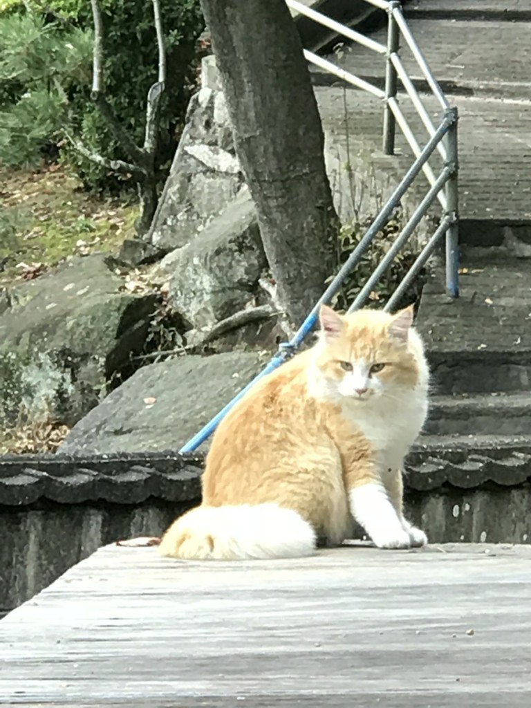 f:id:bluetears_osaka:20171119204216j:plain