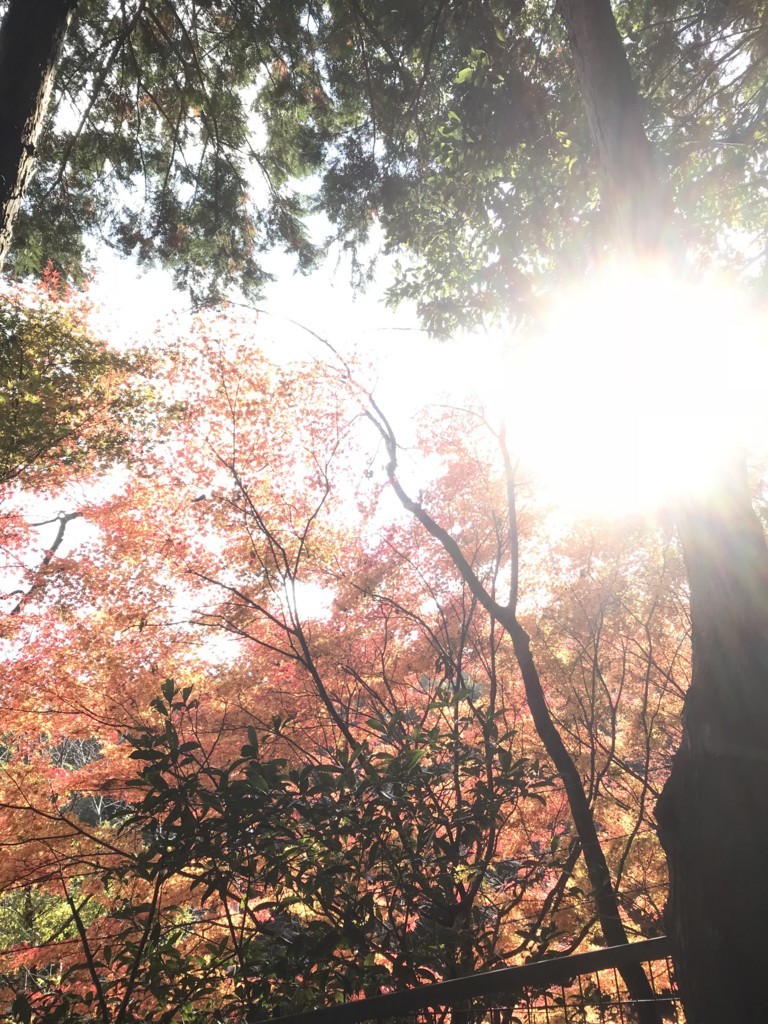 f:id:bluetears_osaka:20171123225958j:plain