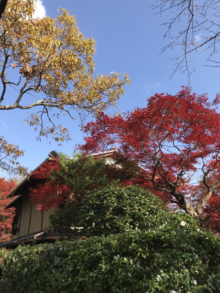 f:id:bluetears_osaka:20171123230107j:plain