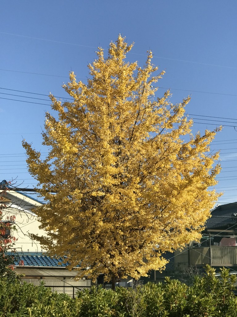 f:id:bluetears_osaka:20171123230211j:plain