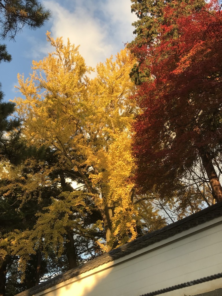 f:id:bluetears_osaka:20171123230426j:plain