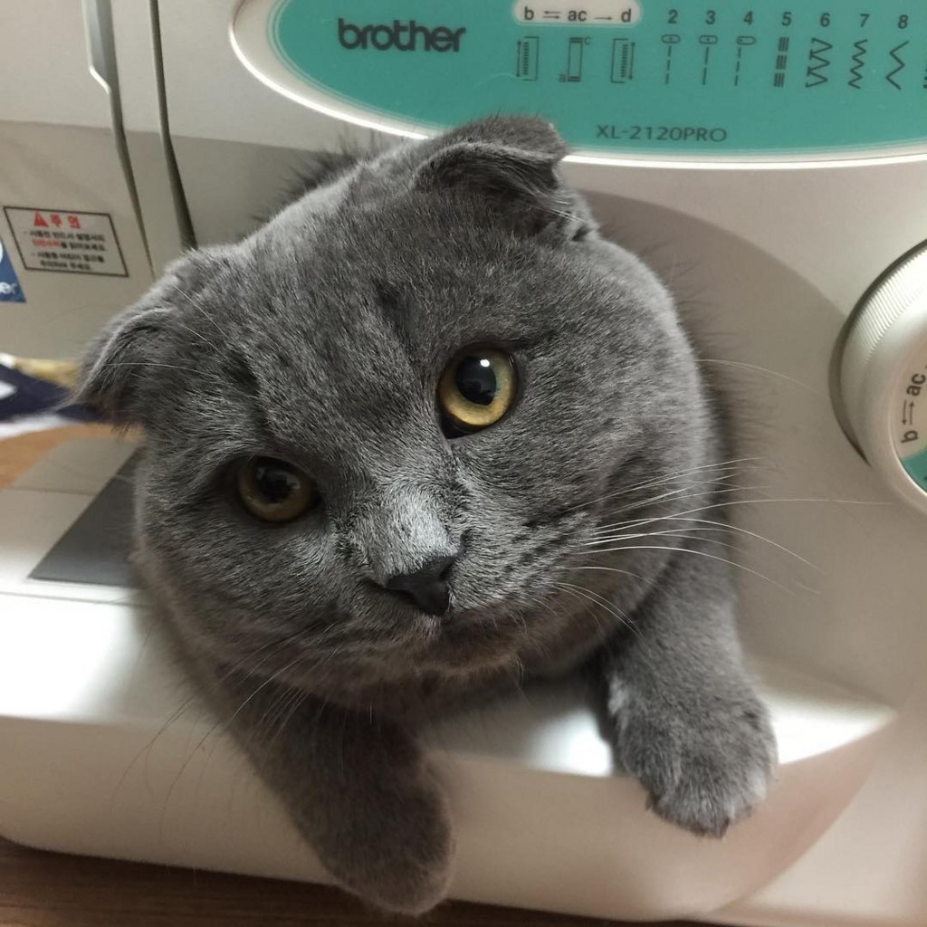 f:id:bluetears_osaka:20180213134633j:plain