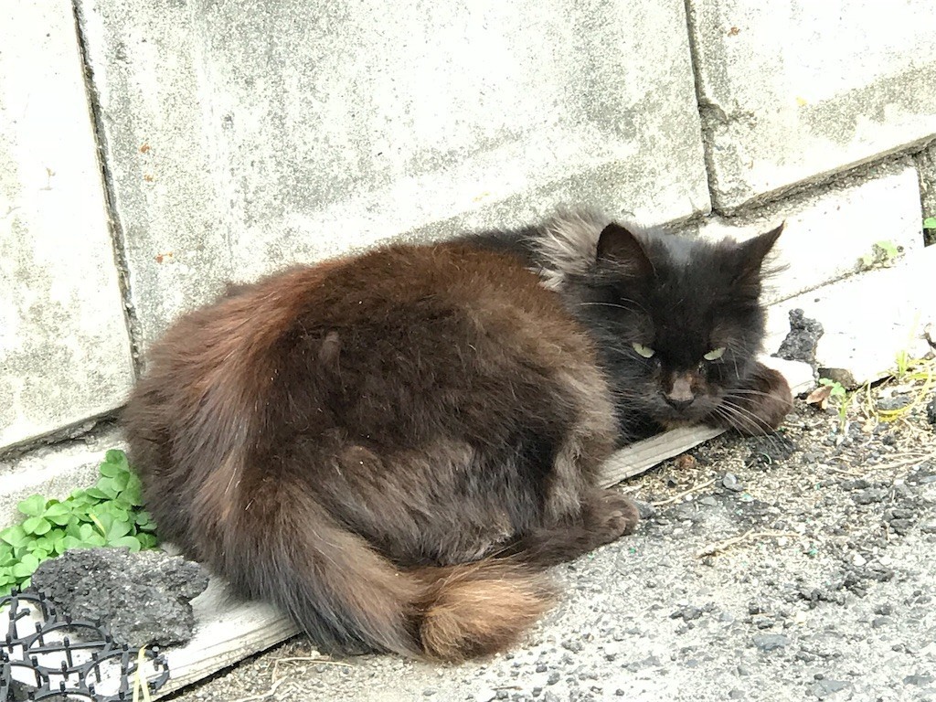 f:id:bluetears_osaka:20180303110911j:image