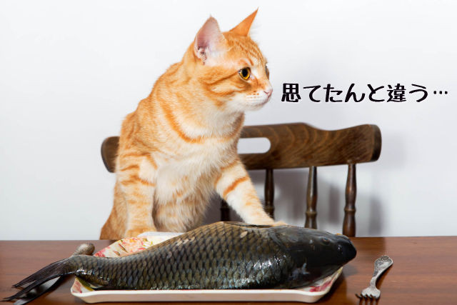 f:id:bluetears_osaka:20180330165030j:plain