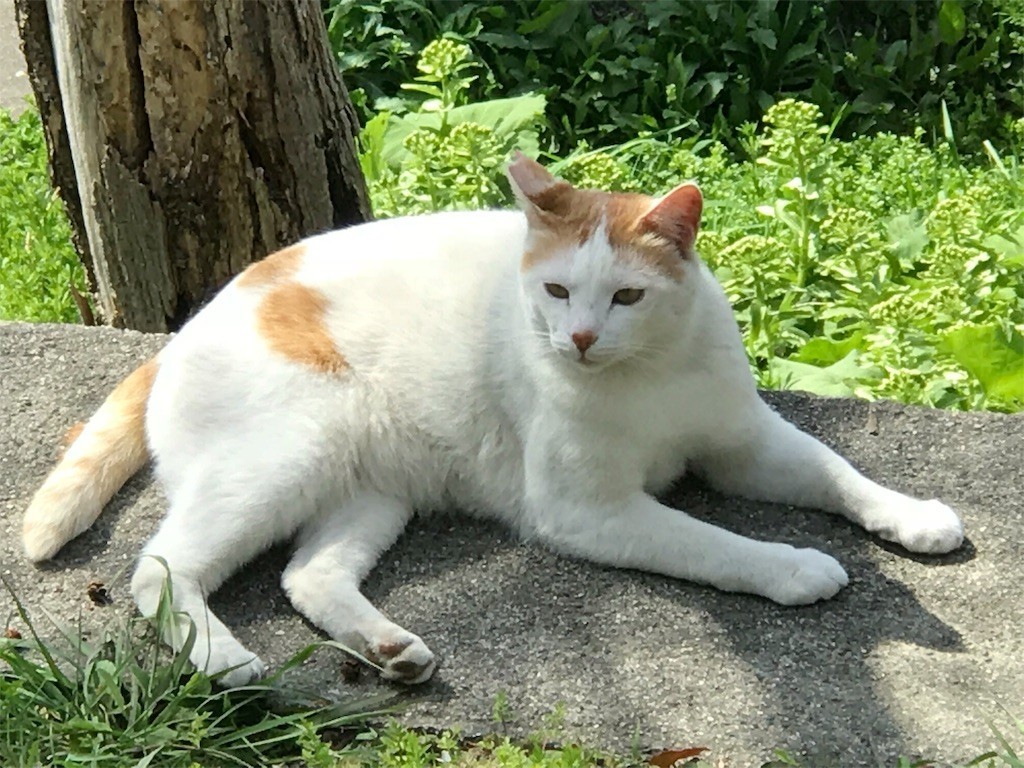 f:id:bluetears_osaka:20180401183555j:image