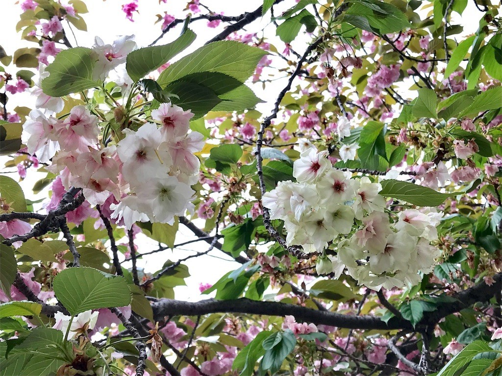 f:id:bluetears_osaka:20180416084653j:image