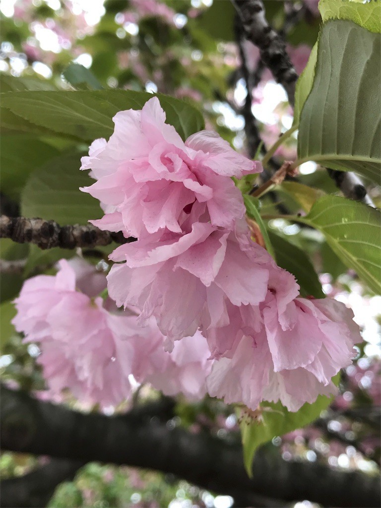 f:id:bluetears_osaka:20180416084738j:image