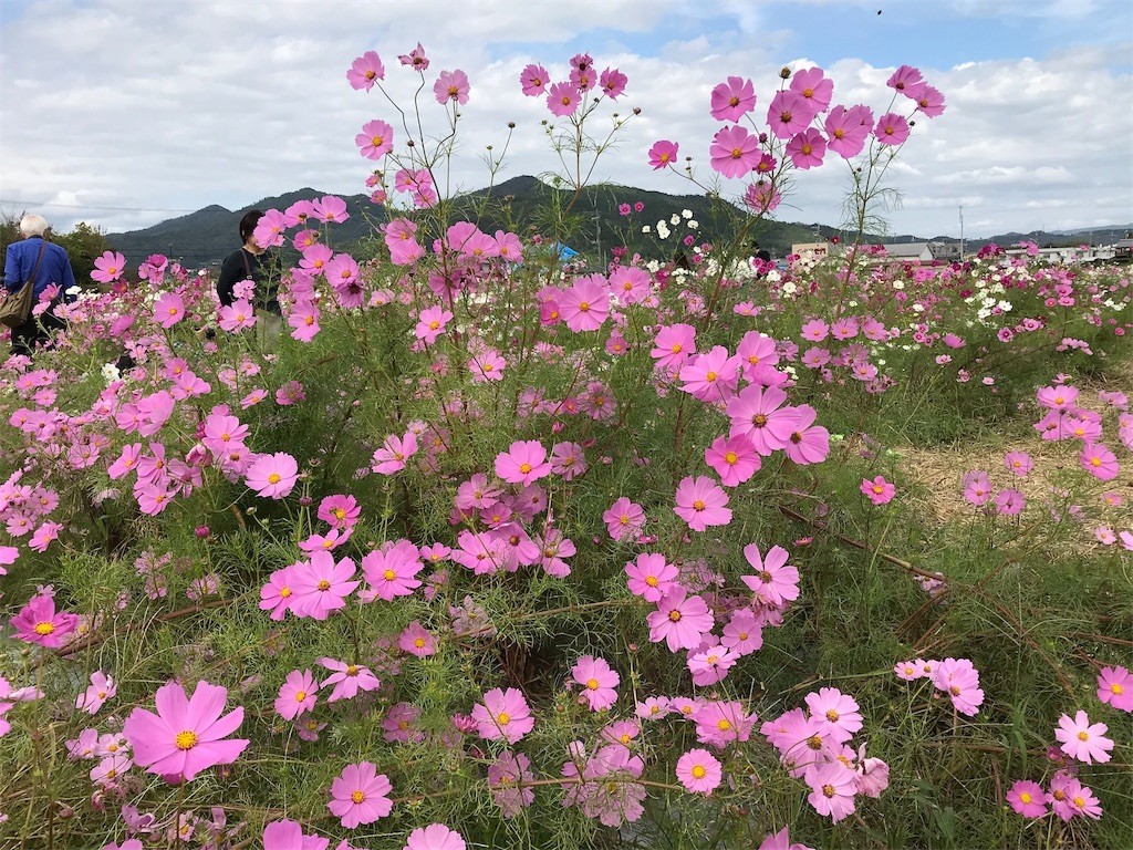f:id:bluetears_osaka:20181015225841j:image