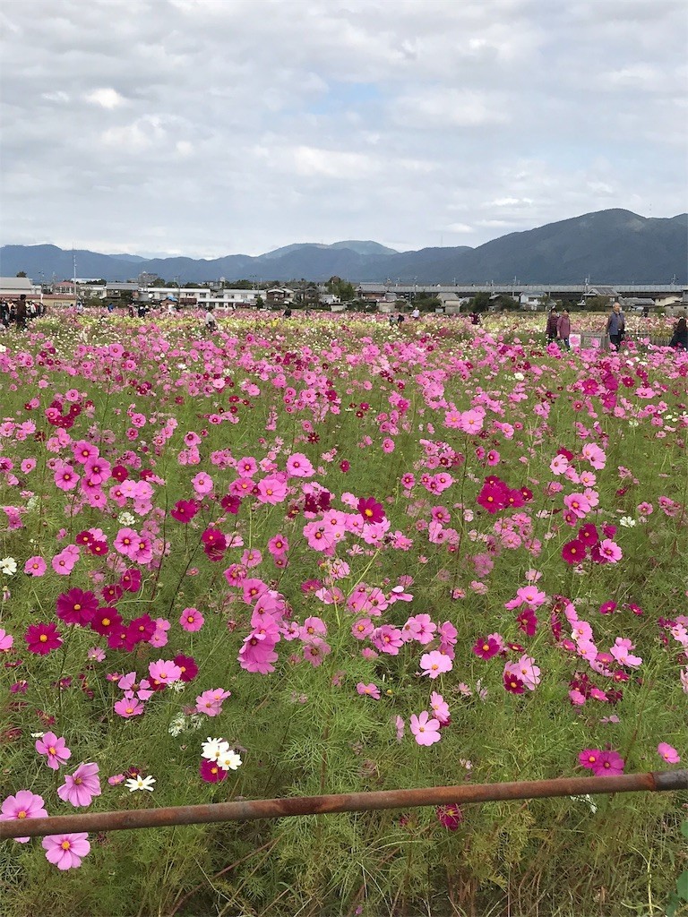 f:id:bluetears_osaka:20181015225930j:image