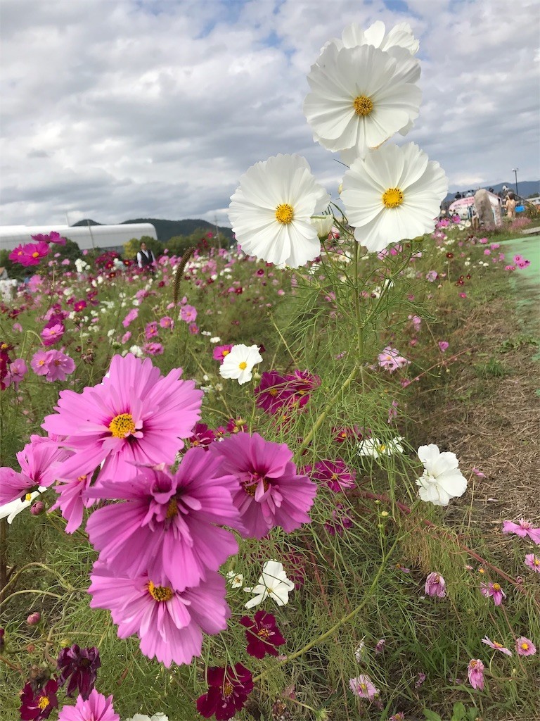 f:id:bluetears_osaka:20181015225954j:image