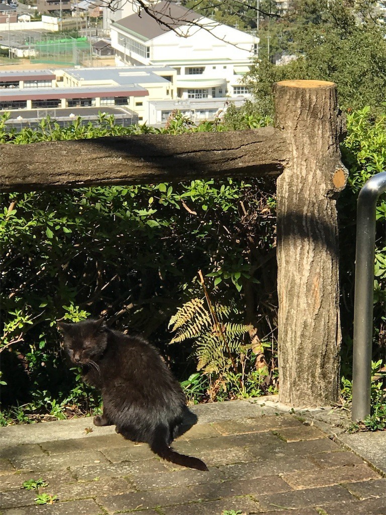 f:id:bluetears_osaka:20181030094333j:image
