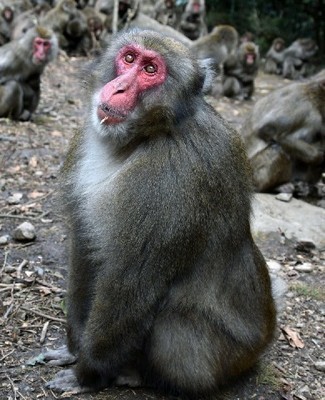 f:id:bluetears_osaka:20181109114016j:plain