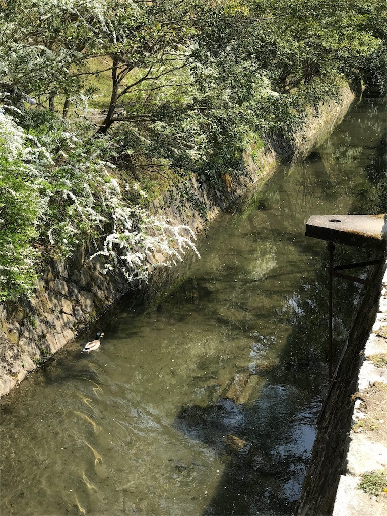 f:id:bluetears_osaka:20190407231743j:image