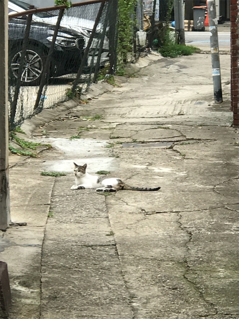 f:id:bluetears_osaka:20190827213842j:image