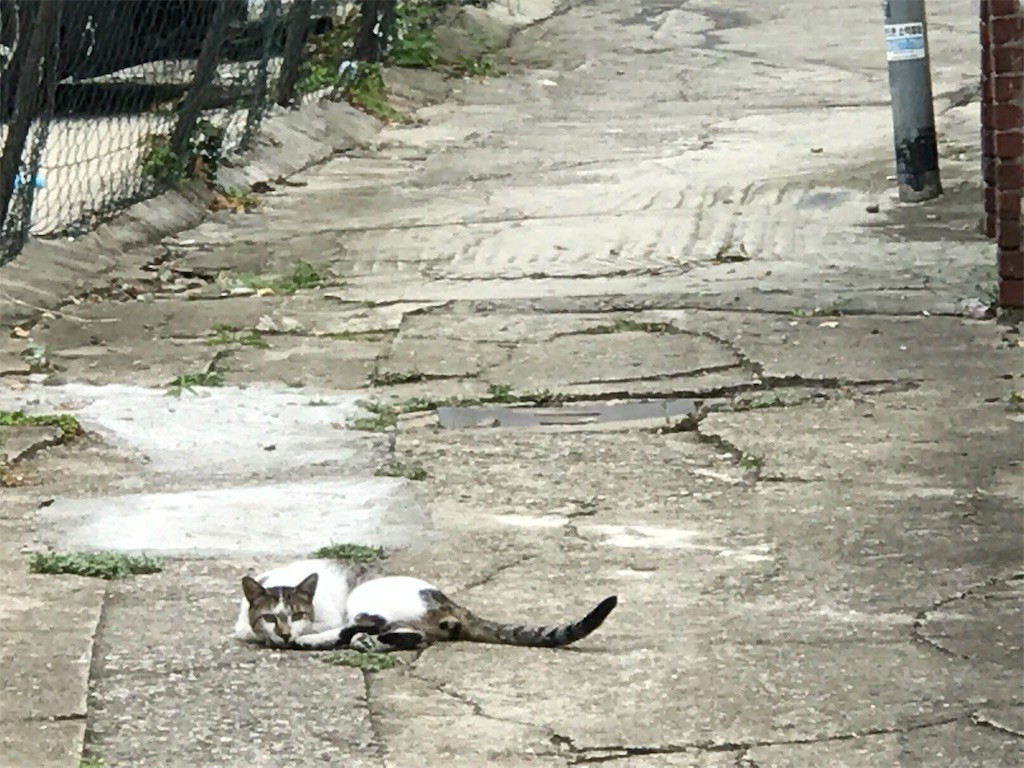 f:id:bluetears_osaka:20190827213857j:image