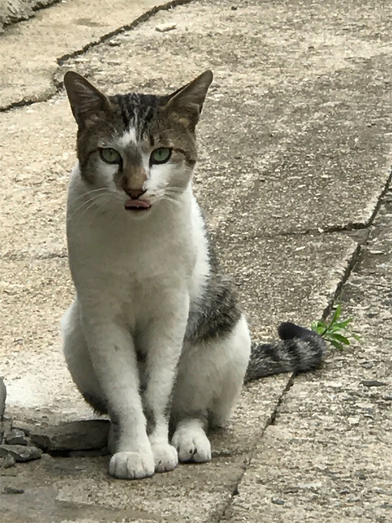 f:id:bluetears_osaka:20190827213902j:image