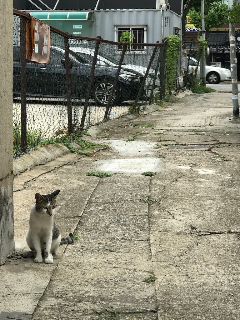 f:id:bluetears_osaka:20190827213906j:image