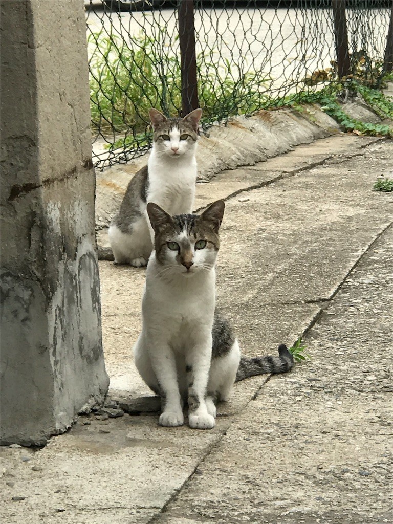 f:id:bluetears_osaka:20190827213913j:image