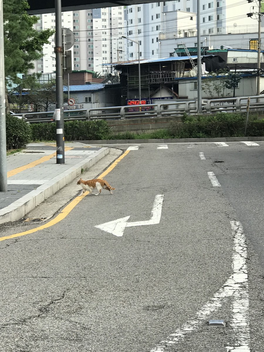 f:id:bluetears_osaka:20190829174311j:plain