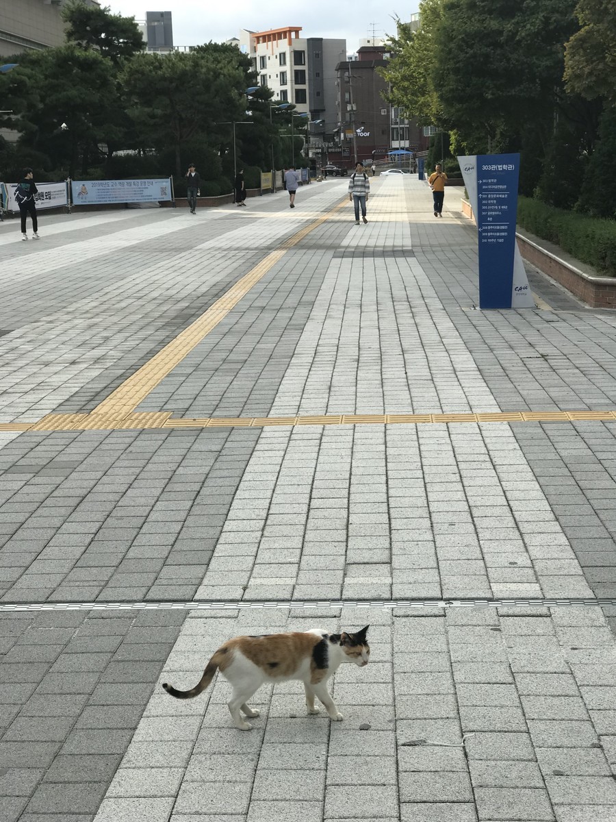 f:id:bluetears_osaka:20190830161520j:plain f:id:bluetears_osaka:20190830161520j:plain