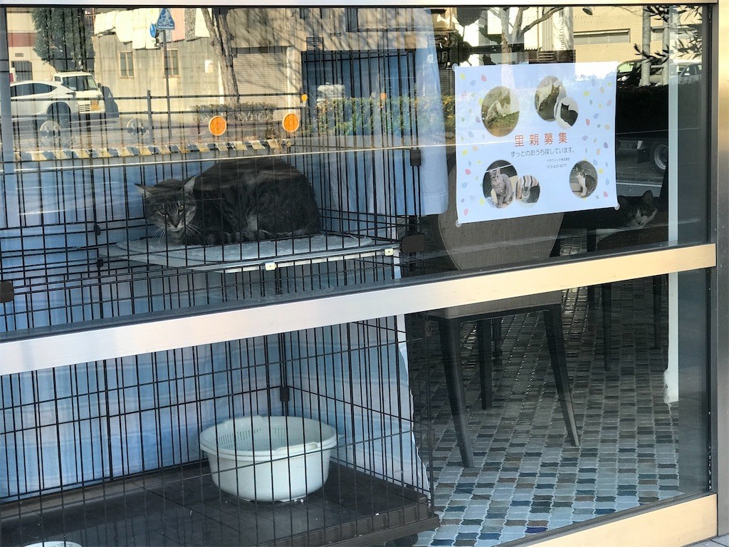 f:id:bluetears_osaka:20191230063626j:image