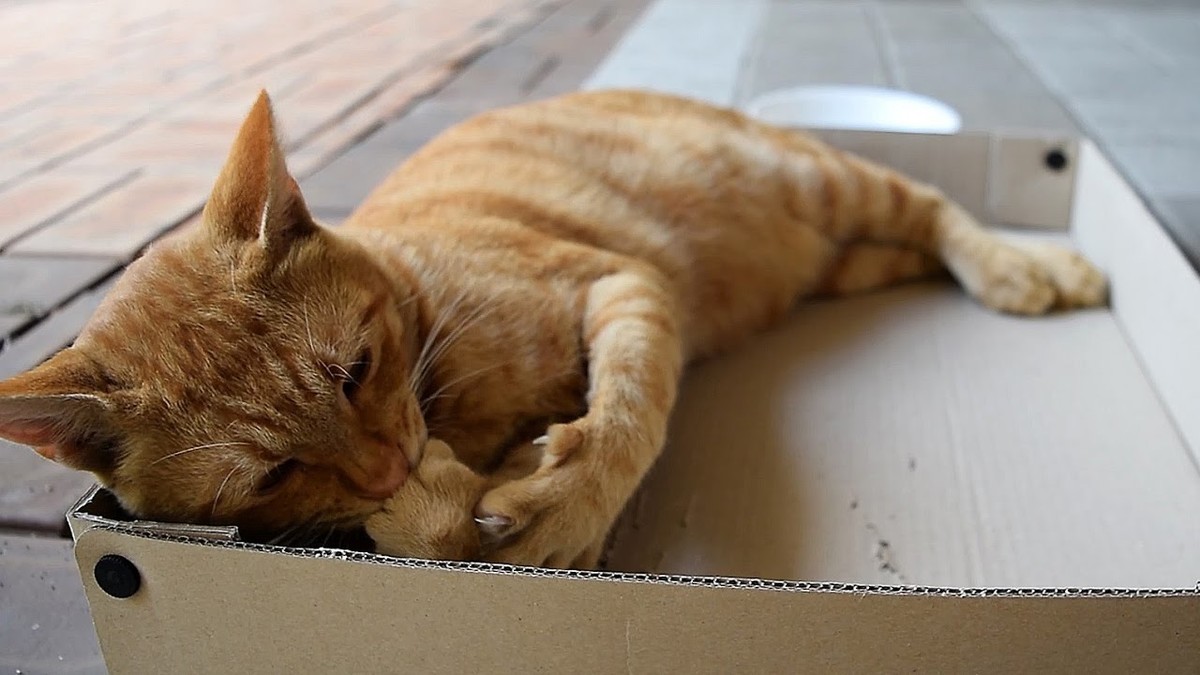 f:id:bluetears_osaka:20200318104545j:plain f:id:bluetears_osaka:20200318104545j:plain