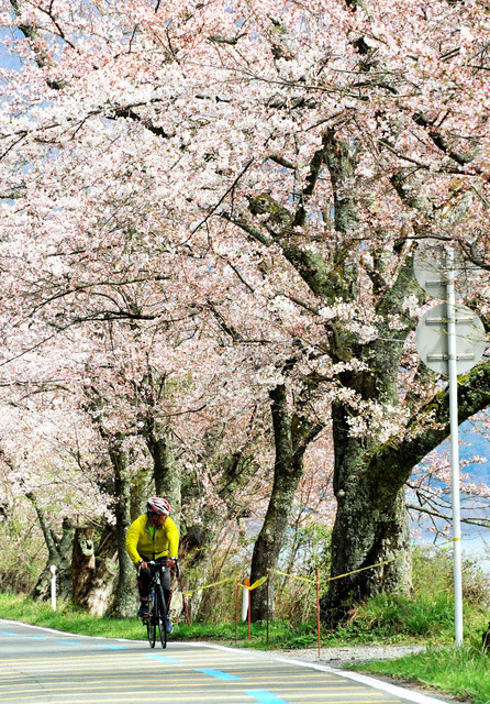 f:id:bluetears_osaka:20200430112256j:plain