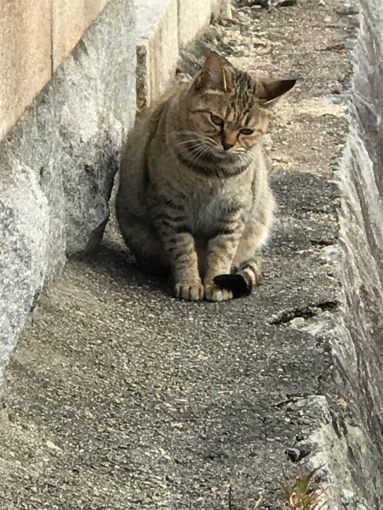 f:id:bluetears_osaka:20201204163400j:plain
