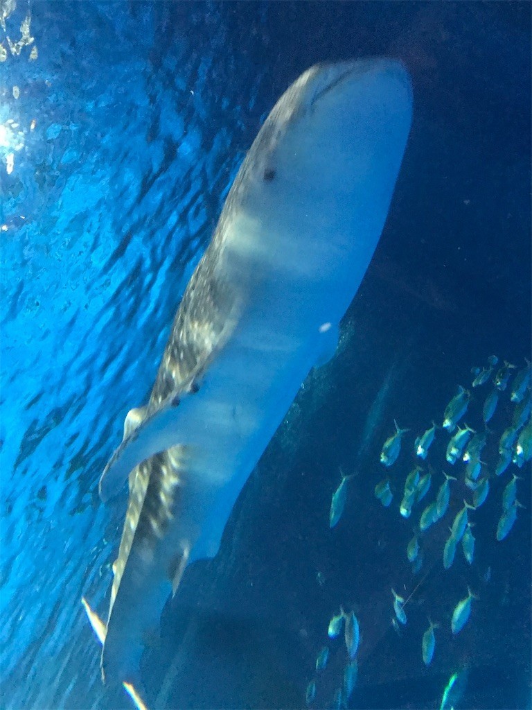 f:id:bluetears_osaka:20201230130720j:plain