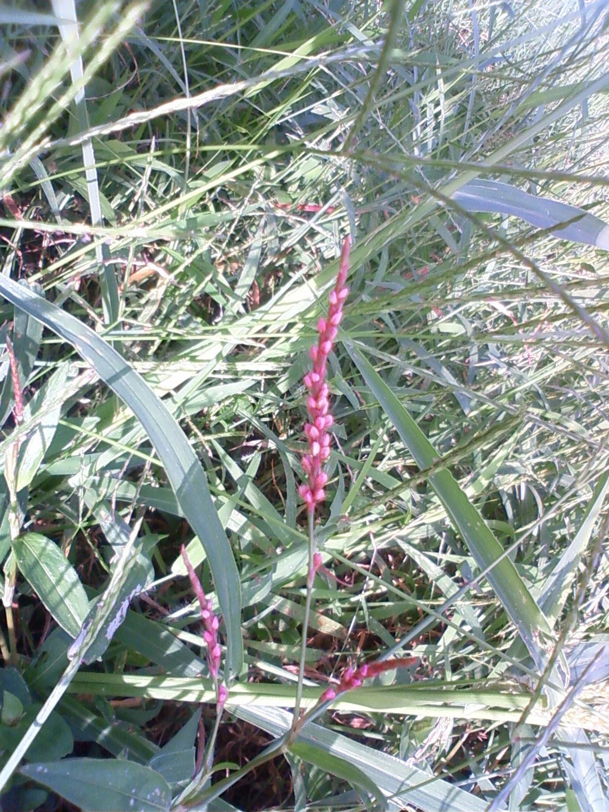 f:id:bluets8:20120926144600j:image