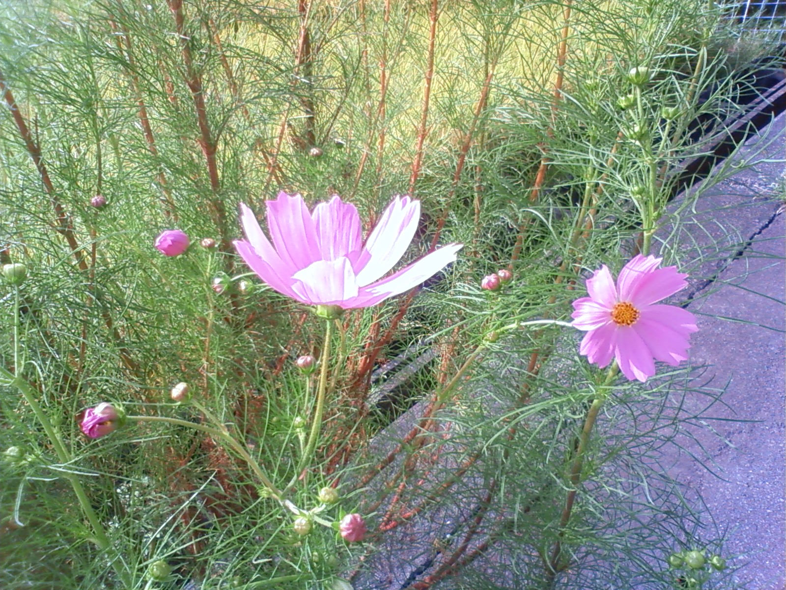 f:id:bluets8:20120926144800j:image