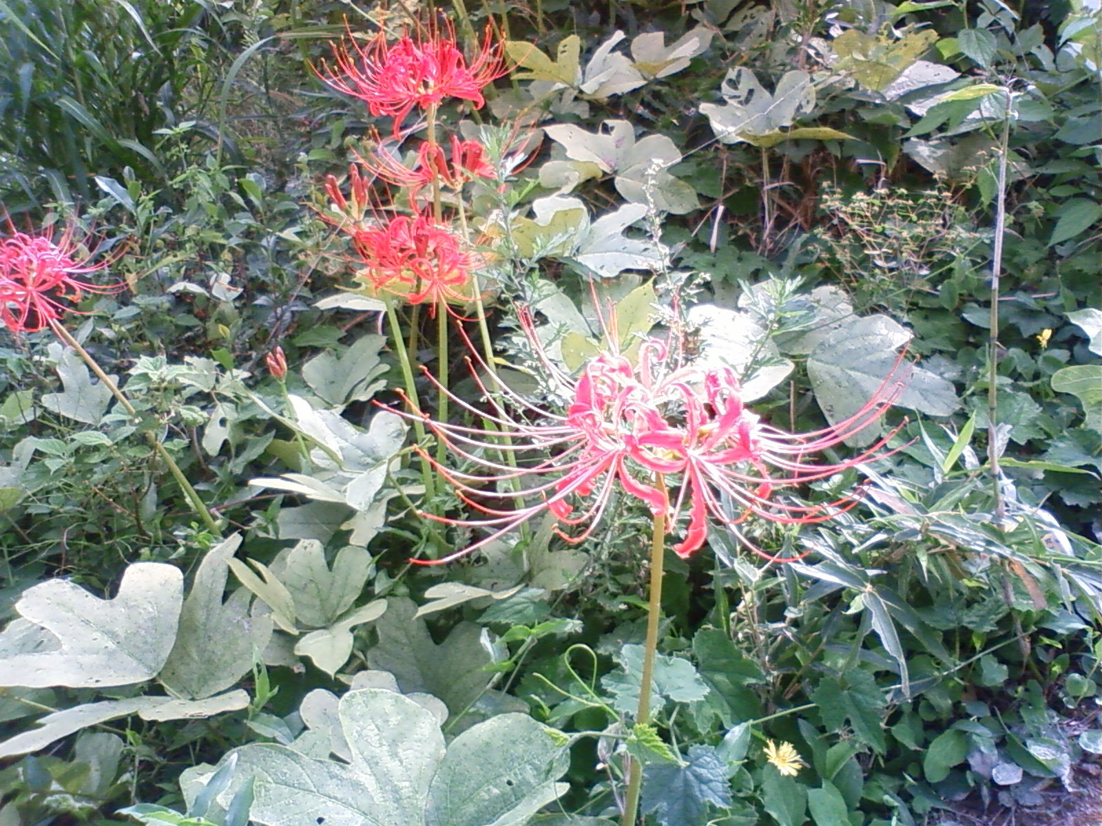 f:id:bluets8:20120926145200j:image