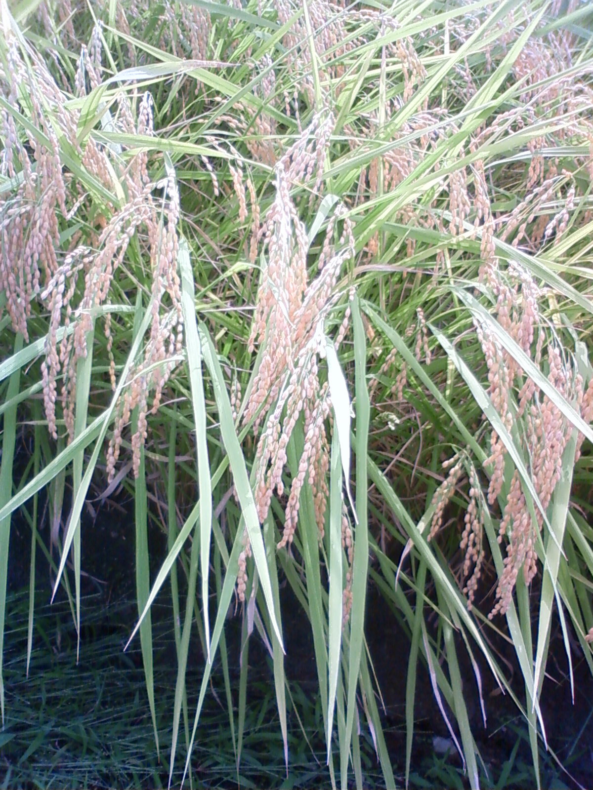 f:id:bluets8:20120926145400j:image f:id:bluets8:20120926145400j:image