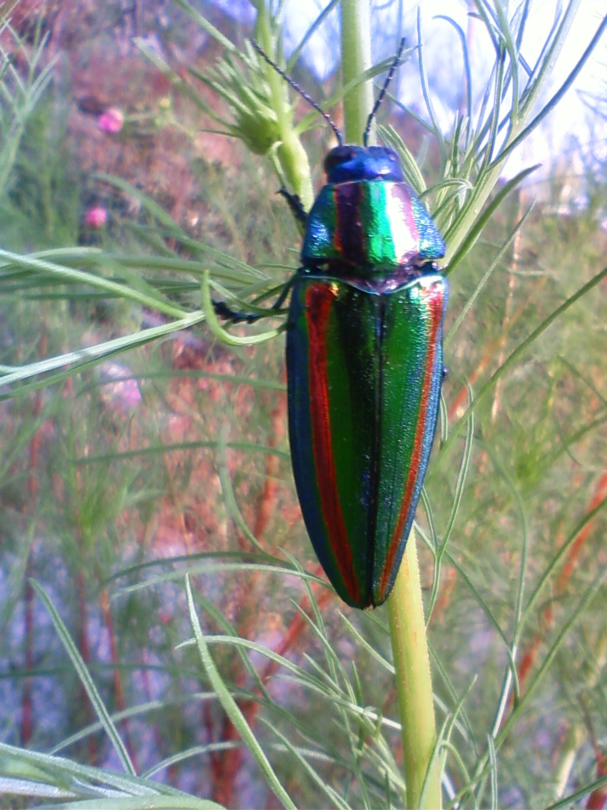 f:id:bluets8:20120926150100j:image