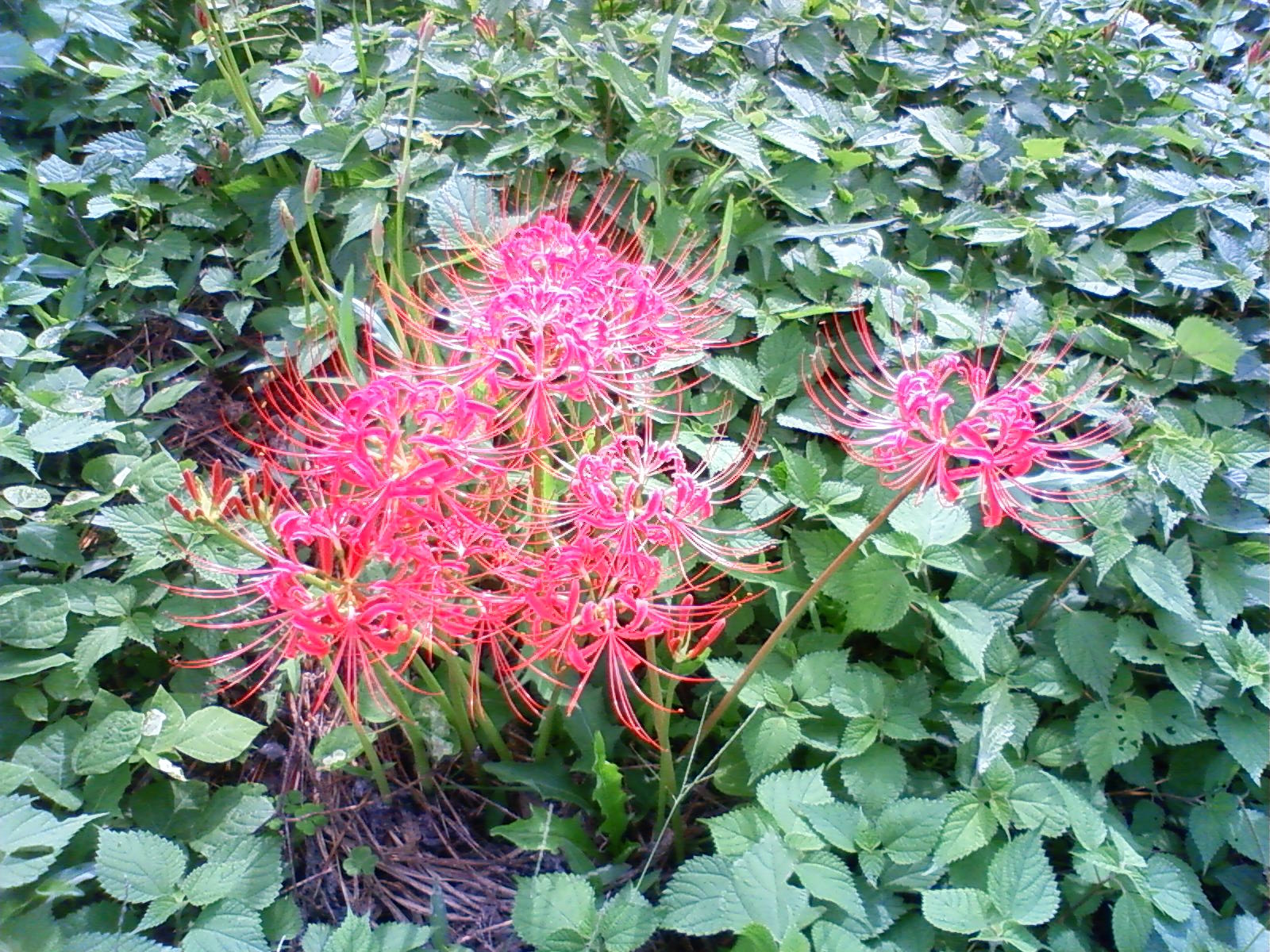 f:id:bluets8:20120926150500j:image