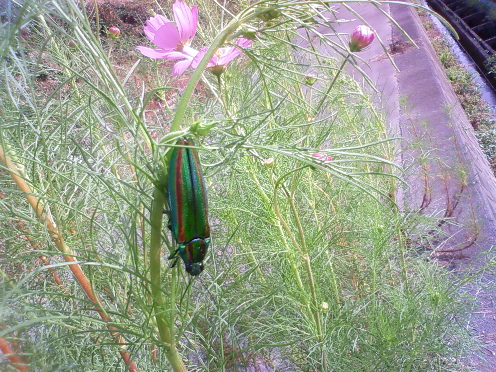 f:id:bluets8:20120930160644j:image