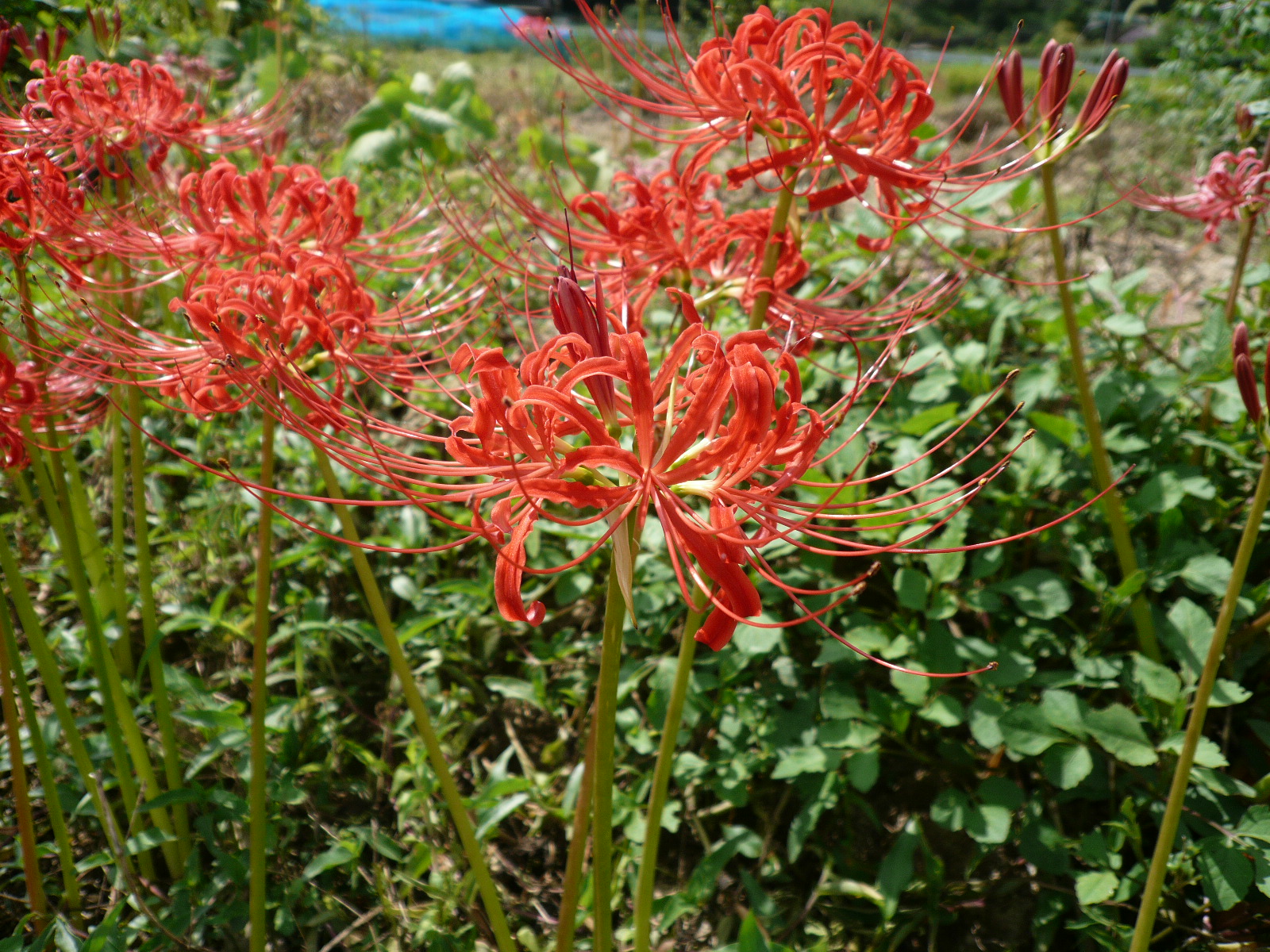 f:id:bluets8:20180919123908j:image:w320