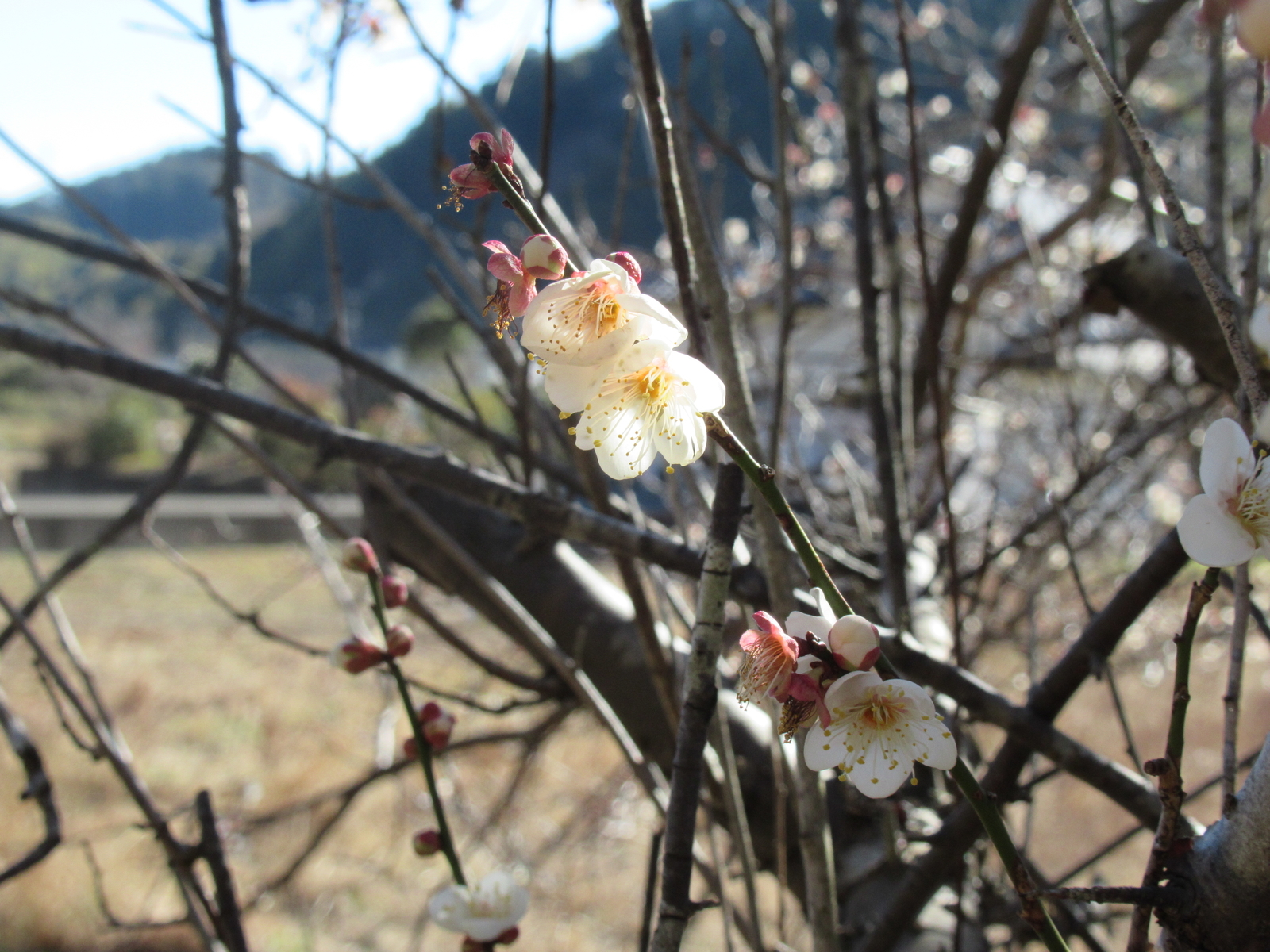 f:id:bluets8:20190204204030j:plain:w400 f:id:bluets8:20190204204030j:plain:w400
