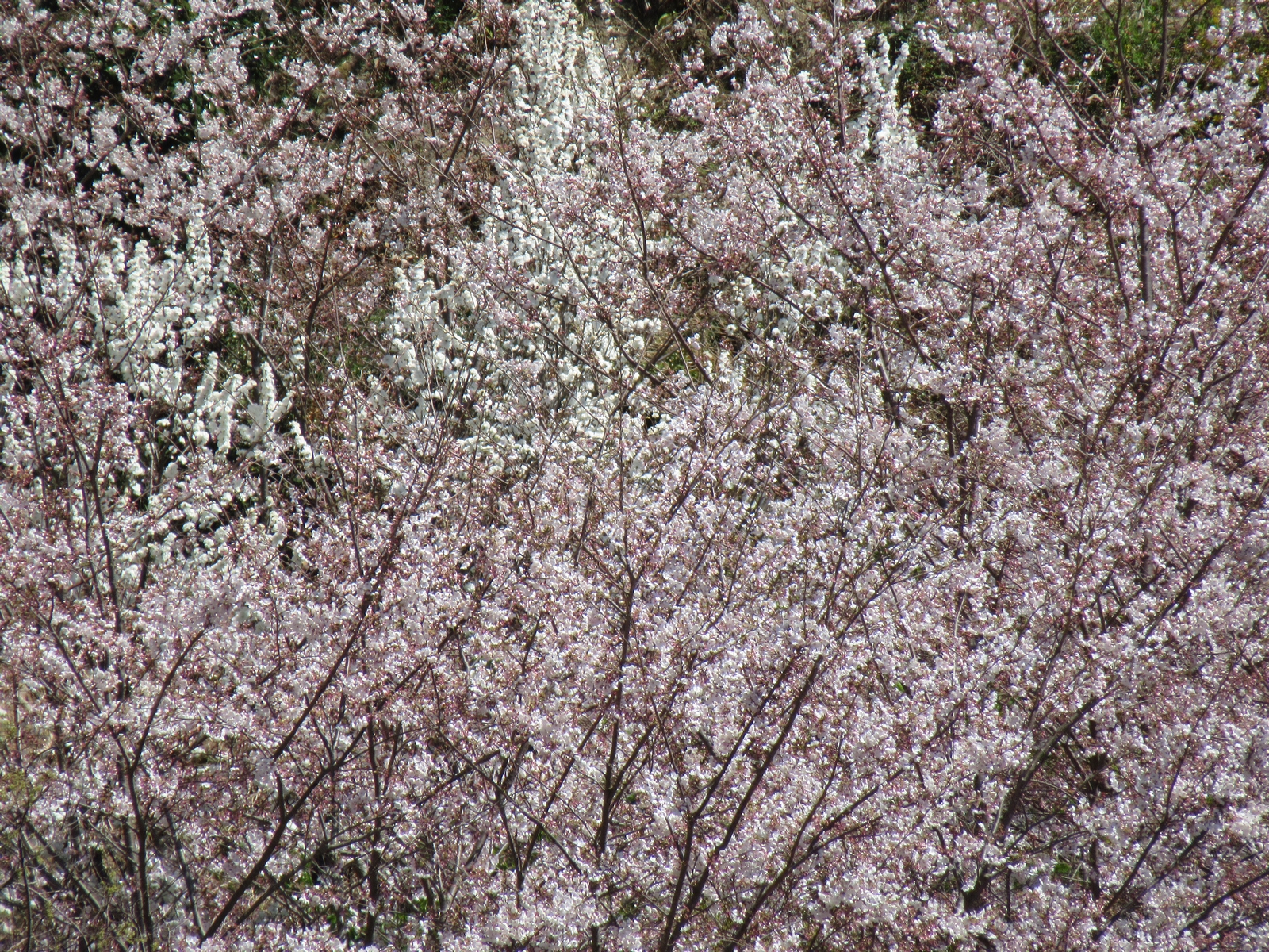 f:id:bluets8:20190406012837j:plain:w400 f:id:bluets8:20190406012837j:plain:w400