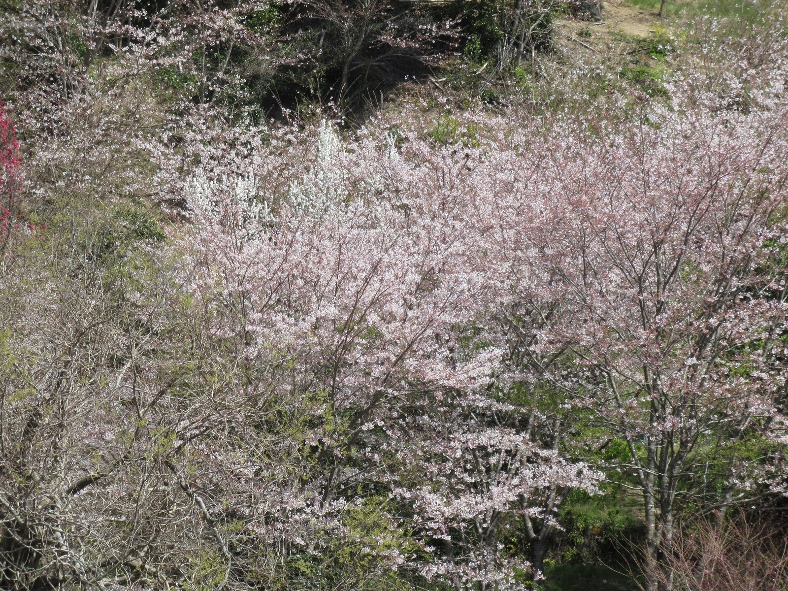f:id:bluets8:20190406013227j:plain:w400 f:id:bluets8:20190406013227j:plain:w400