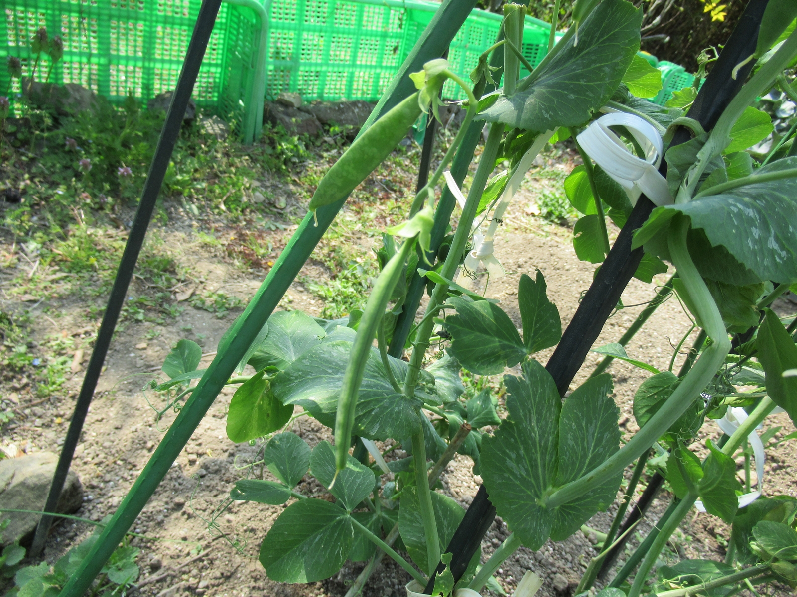 f:id:bluets8:20190407212101j:plain:w320 f:id:bluets8:20190407212101j:plain:w320