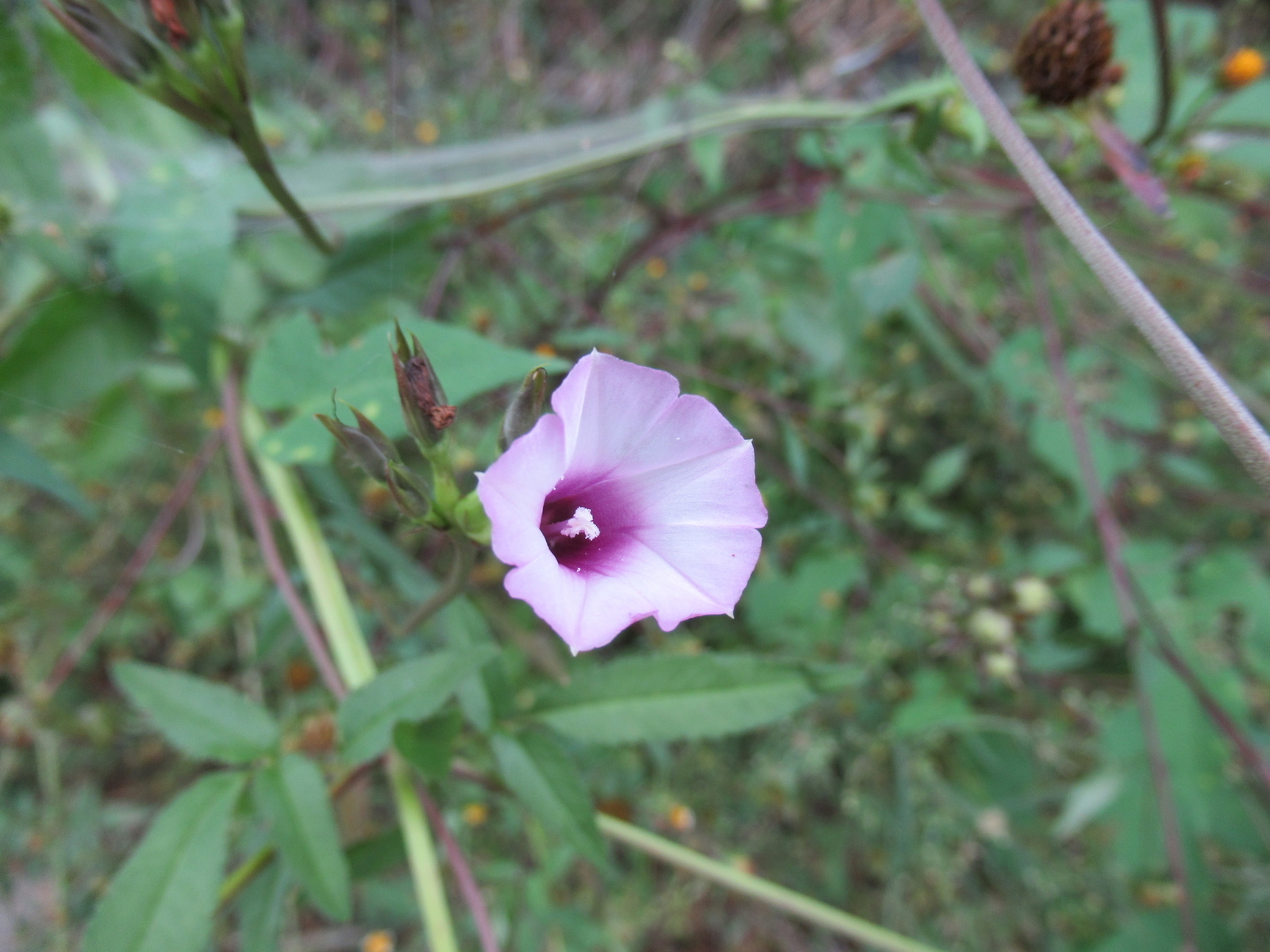 f:id:bluets8:20191022214426j:plain:w400