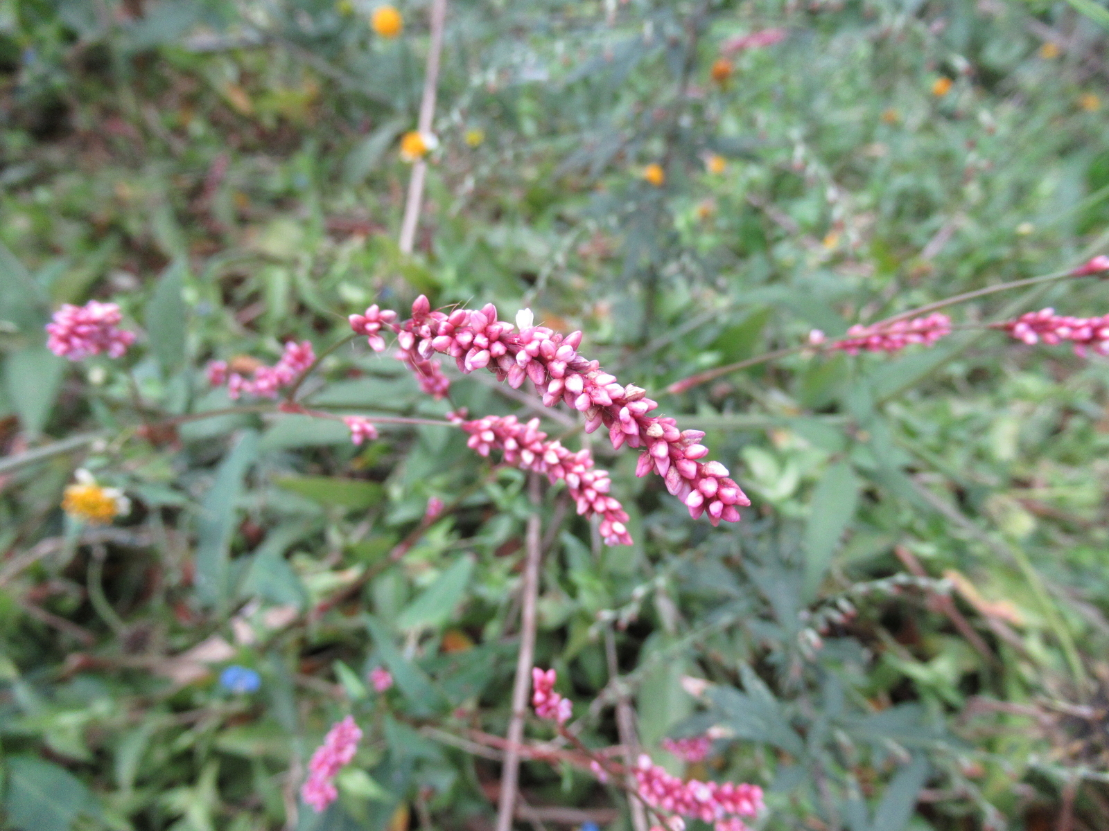f:id:bluets8:20191022214502j:plain:w400