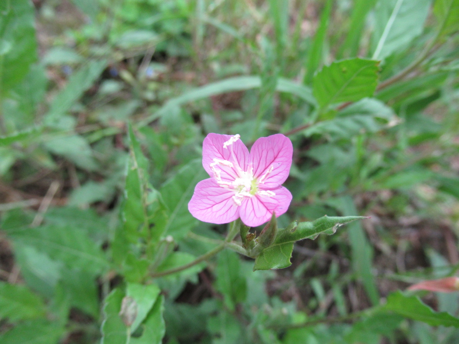 f:id:bluets8:20191022214540j:plain:w400