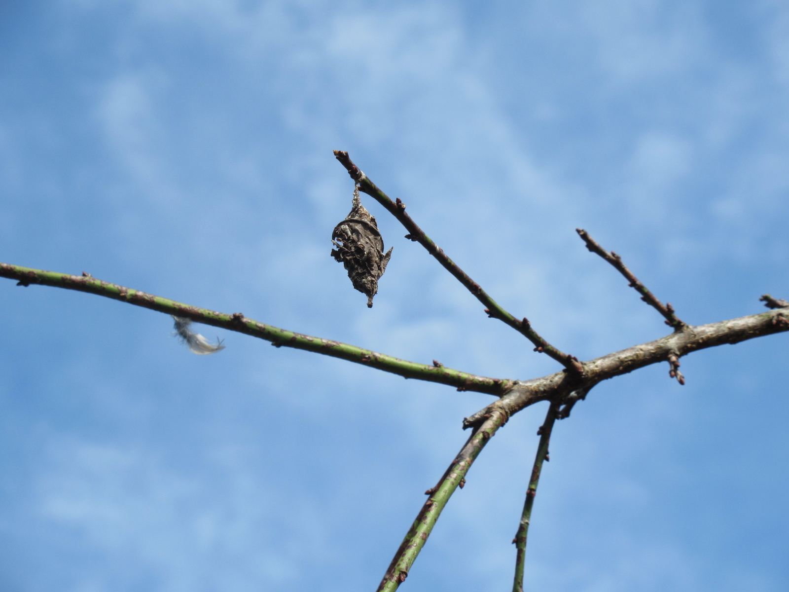 f:id:bluets8:20191027211419j:plain:w400