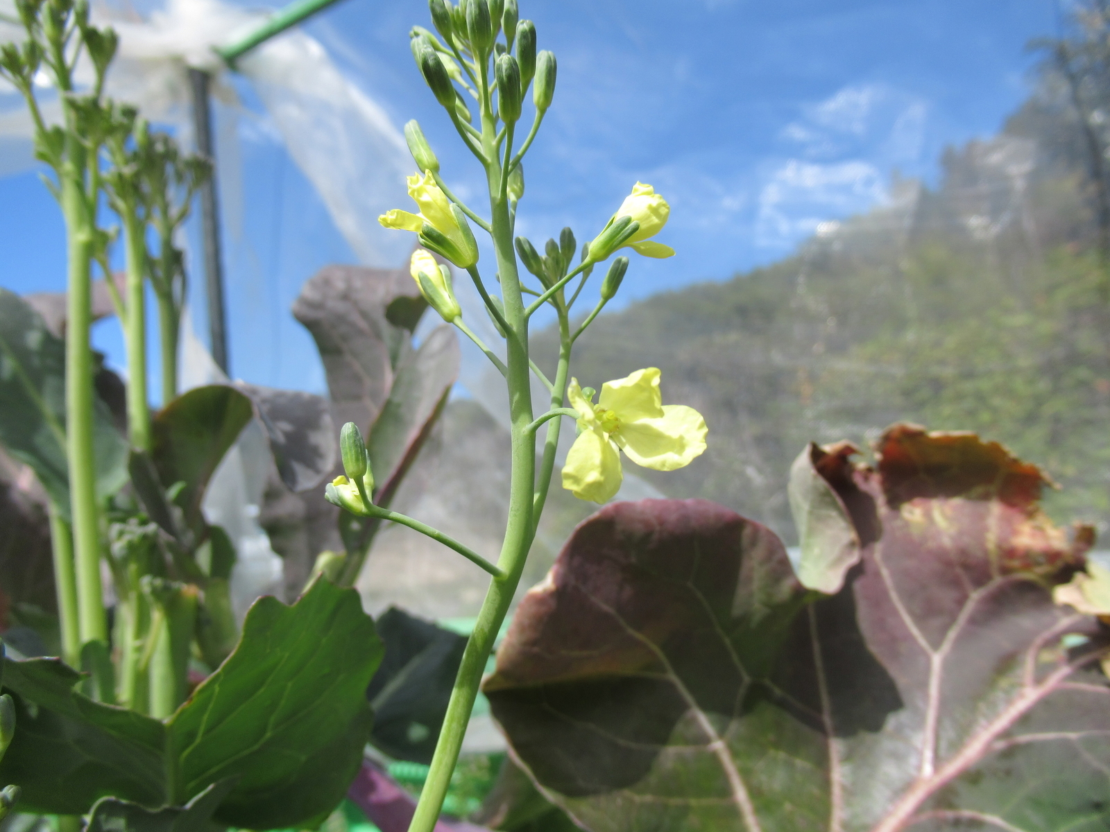 f:id:bluets8:20200315122739j:plain:w400