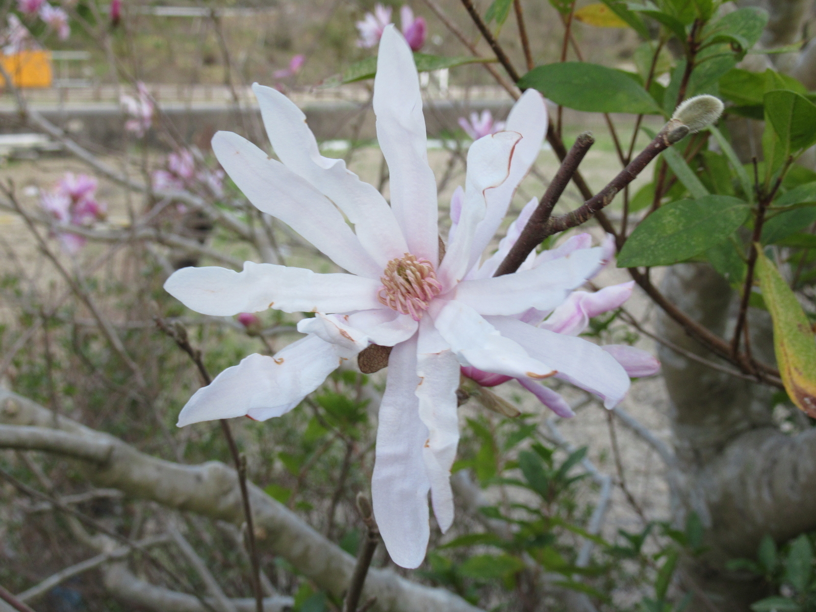 f:id:bluets8:20200317173806j:plain:w400